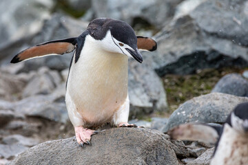 Naklejka premium Single Chinstrap penguin trying to jump from a rock in Antarctica 