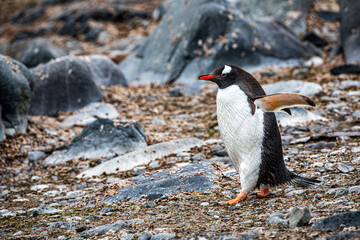 Gentoo penguin walking on rocky ground with wings spread in Antartica