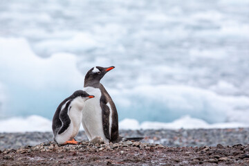 Close up of Gentoo penguin with chick baby looking into right direction with ice in background