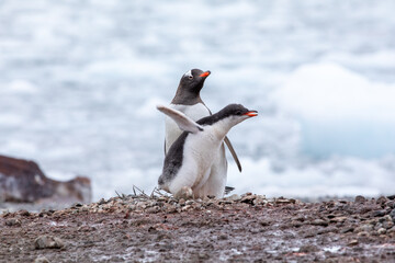 Close up of Gentoo penguin with chick baby stretching its wings with ice in background © Sven Taubert