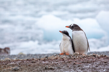 Naklejka premium Close up of Gentoo penguin with chick baby looking into left direction with ice in background