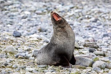 Antarctic Fur Seal (Arctocephalus Gazella), Antarctic Peninsula