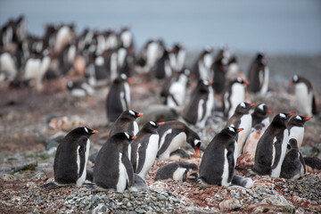 Colony of Gentoo penguins in Antartica