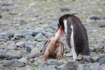 Gentoo penguin is feeding its chick on rocky ground in Antarctica