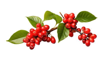 Coffee berries on branch isolated on transparent and white background.PNG image.