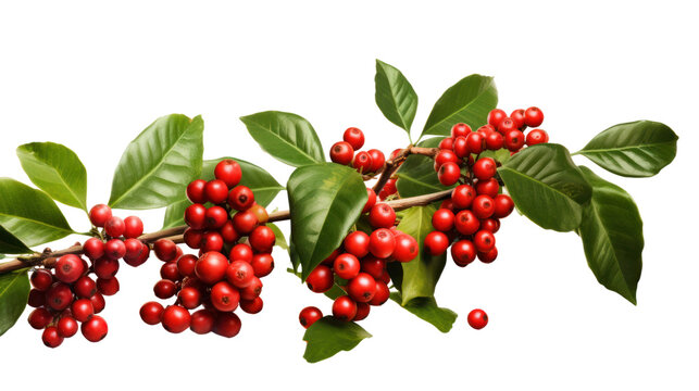 Coffee berries on branch isolated on transparent and white background.PNG image.
