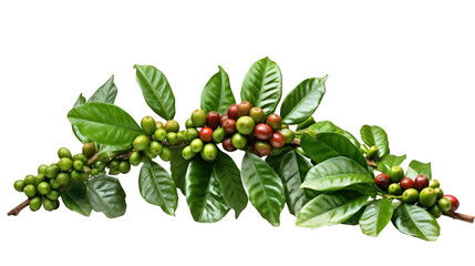 Coffee tree branch with green leaves and unripe coffee fruits or coffee cherries isolated on transparent and white background.PNG image. - Powered by Adobe
