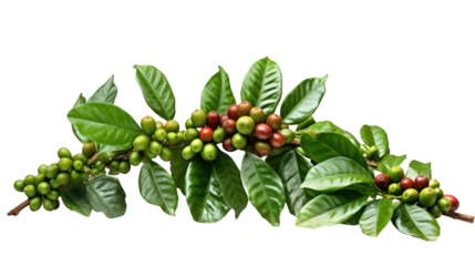 Coffee tree branch with green leaves and unripe coffee fruits or coffee cherries isolated on transparent and white background.PNG image.