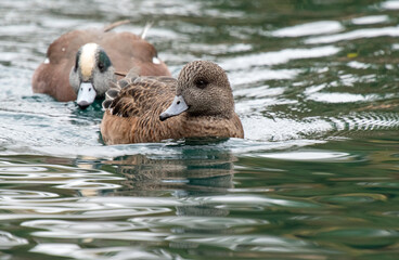 American Wigeon (Mareca americana)