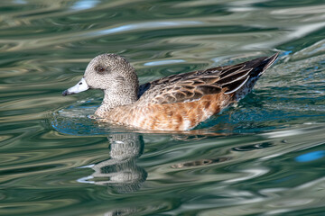 American Wigeon (Mareca americana)