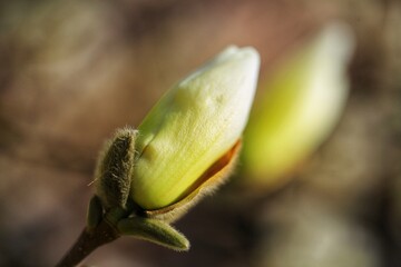 bud of a tree