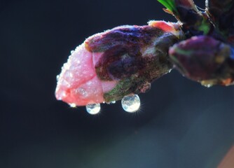 A dewy bud