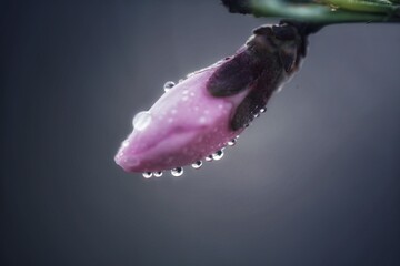 A dewy bud