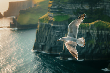 Seagulls flying above rough sea cliffs in scenic Irish landscape. Wild birds of west coast of...