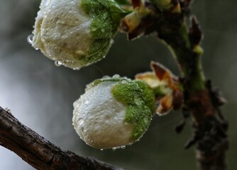 snail on a branch