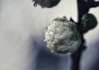 A dewy bud