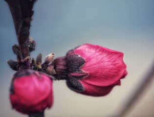red and yellow flower