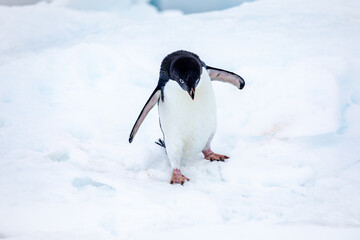 Close Up shot from an Adelie penguin looking down with open wings on snow in Antarctica