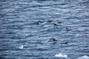 Fototapeta premium Penguins swimming and jumping out of the water in the sea of Antarctica 