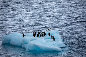 Adelie penguins standing on a floating iceberg in blue sea in Antarctica