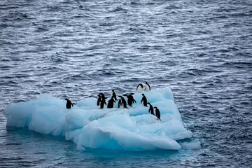 Foto op Aluminium Adelie penguins standing on a floating iceberg in blue sea in Antarctica © Sven Taubert