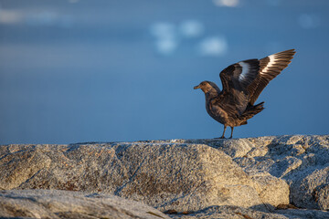 Brown antarctic great skua on rock with blue water in the background with spread wings