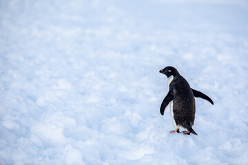 Close Up shot from an Adelie penguin looking behind its shoulder to the left with fully open wings on snow in Antarctica  