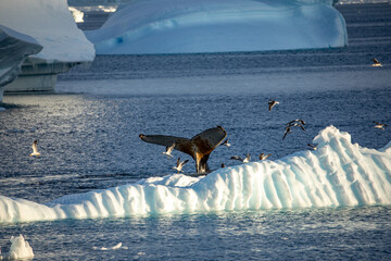 Humpback Whale fluke between many icebergs in Antarctica 