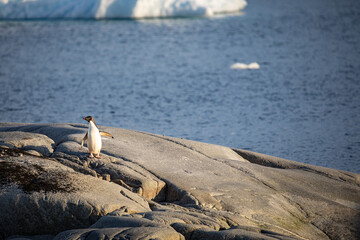 Single Penguin standing on a rock in Antarctica 