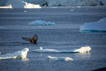 Humpback Whale fluke between many icebergs in Antarctica 