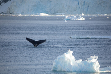 Humpback Whale fluke in front of a massive iceberg in Antarctica 