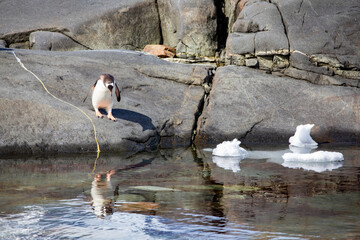 Single Adélie penguin looking at its mirror picture in the sea water with on a rocky ground at...