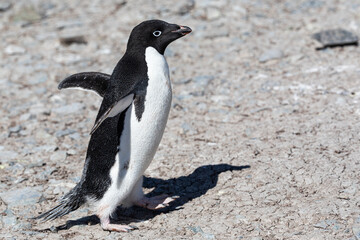Adélie penguin walking on rocky ground in Antarctica