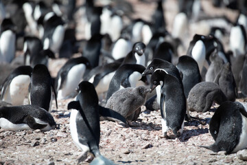 Obraz premium Detail shot of penguin kissing its chick in Adelie penguin colony on Rocky Mountain in Antarctica 