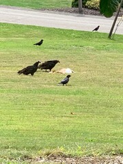 vultures eating dead deer