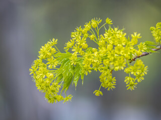 Fresh maple leaves with flowers and seeds