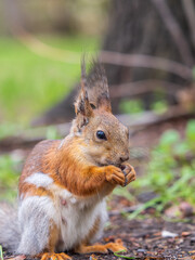 Squirrel eats a nut while sitting in green grass. Eurasian red squirrel, Sciurus vulgaris