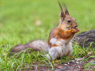 Close-up Portrait of Squirrel. Squirrel eats a nut while sitting in green grass.