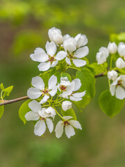 Obraz premium White blossoming apple trees. White apple tree flowers