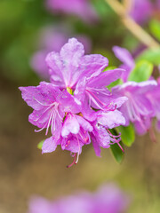Pink flowers of Siberian rhododendron copy space. Rhododendron dauricum. Spring flowering of Altai rhododendron.