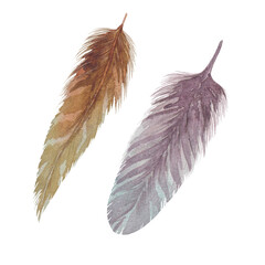 watercolor illustration of golden and pearlescent bird feathers, hand drawn on white background