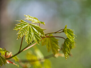 Spring branches of maple tree with fresh green leaves