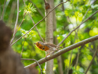 European Robin, Erithacus rubecula, song bird sits on tree in the spring forest or park