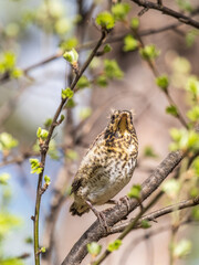 A fieldfare chick, Turdus pilaris, has left the nest and is sitting on a branch. A chick of...