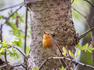 Fototapeta premium European Robin, Erithacus rubecula, song bird sits on tree in the spring forest or park