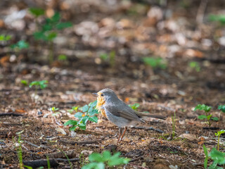 European Robin, Erithacus rubecula, song bird sits on ground in the spring forest or park