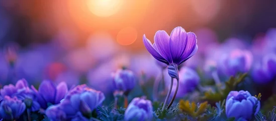 Badkamer foto achterwand Captivating Beauty: A Gorgeous Purple Flower Blooming in a Stunning Spring Garden © AkuAku