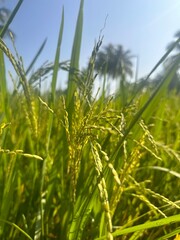 paddy field