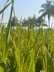 paddy field