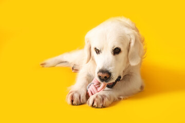 Adorable golden retriever playing with toy on yellow background